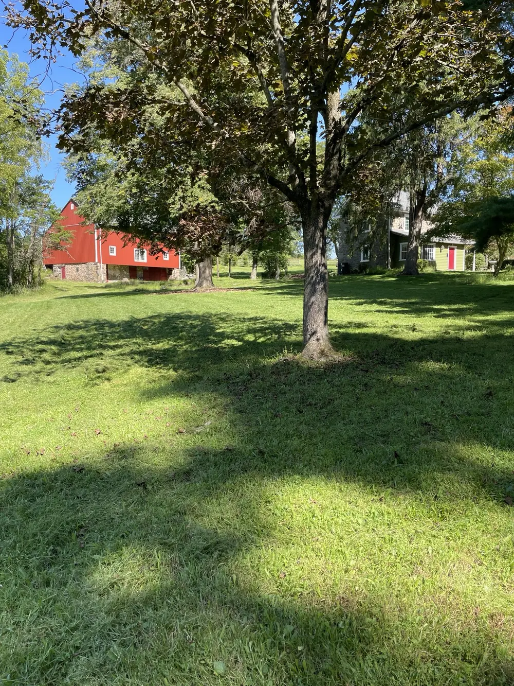 Freshly mowed lawn beneath a large shade tree beside a red barn